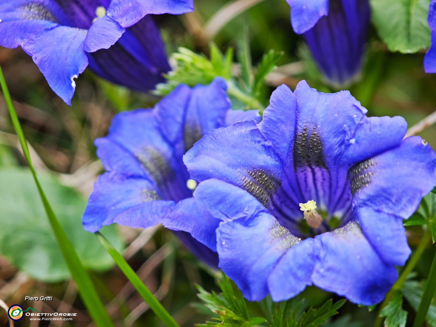 50 Fiori di Gentiana clusii (Genziana di Clusius).jpg